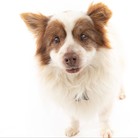 Tommy the Pommy