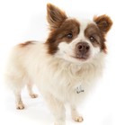 Tommy the Pommy