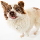 Tommy the Pommy