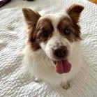 Tommy the Pommy