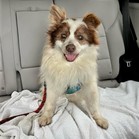 Tommy the Pommy