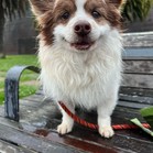 Tommy the Pommy