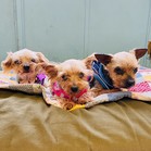 Thom Yorkie