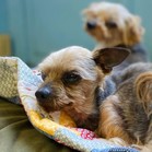 Thom Yorkie