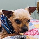 Thom Yorkie