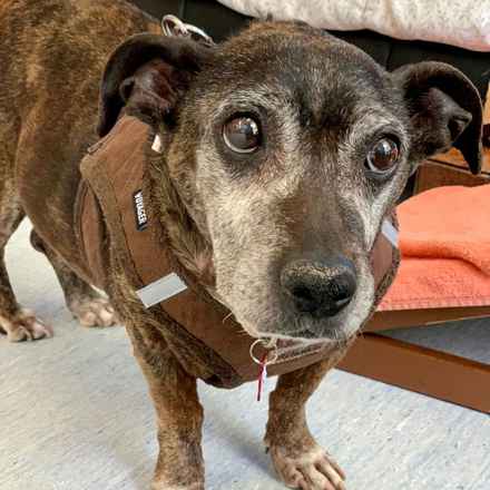 Gertie Gertie Squish Face