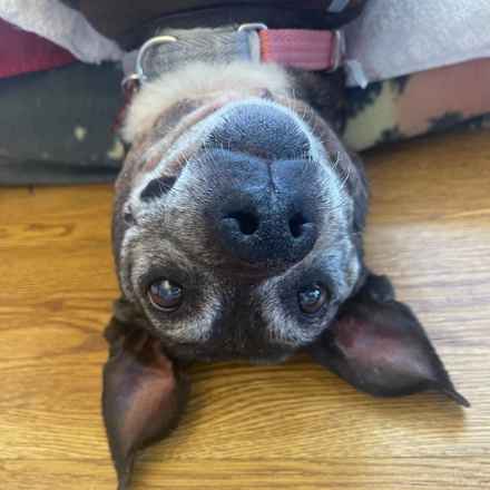 Gertie Gertie Squish Face