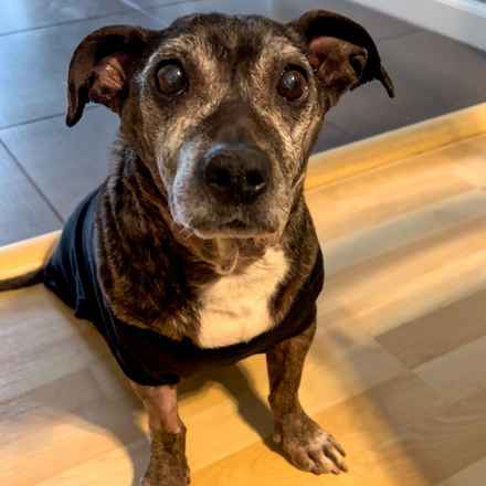 Gertie Gertie Squish Face