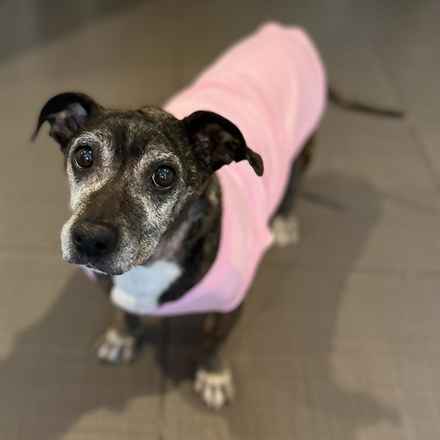 Gertie Gertie Squish Face