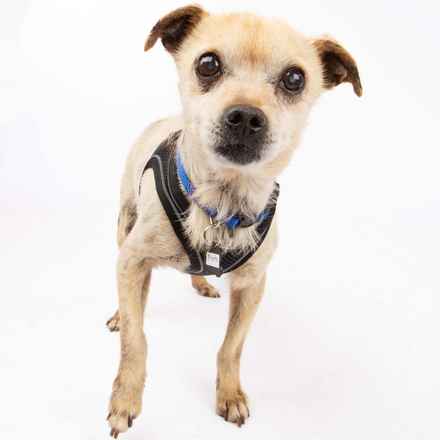 Pinto (renamed Beanie)