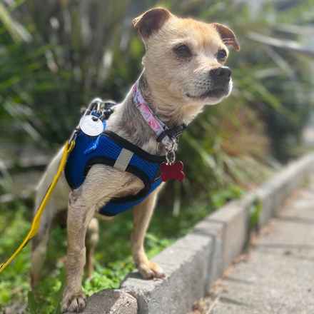 Pinto (renamed Beanie)