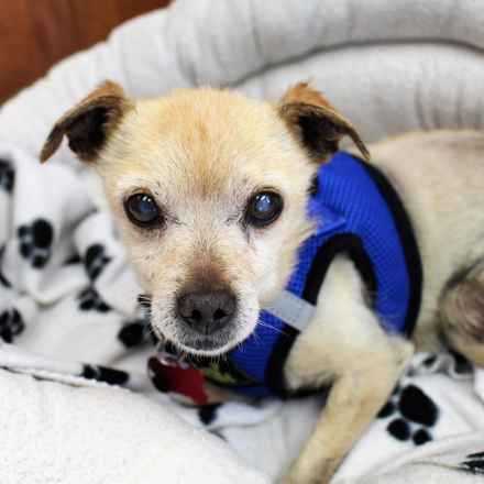 Pinto (renamed Beanie)