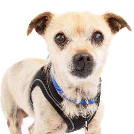 Pinto (renamed Beanie)