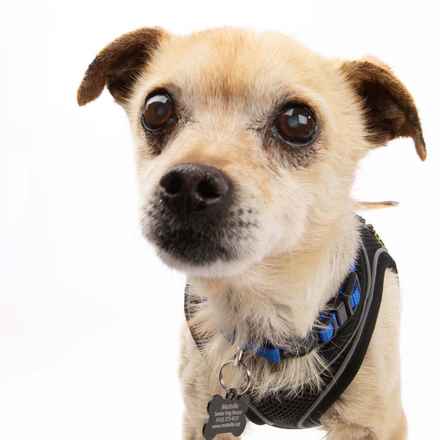 Pinto (renamed Beanie)