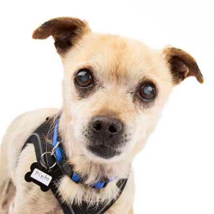 Pinto (renamed Beanie)