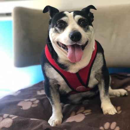 Pancake & Butterscotch