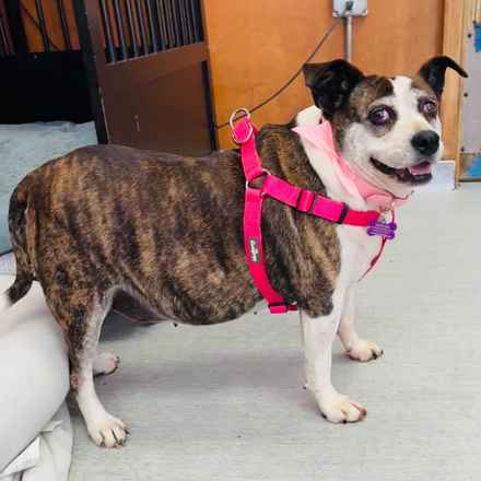 Pancake & Butterscotch