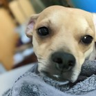 Pashmina