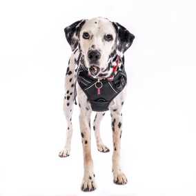 The Earl of Spottington