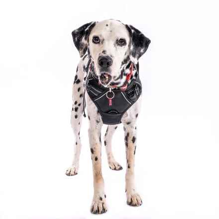 The Earl of Spottington