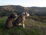 Louie/Gigi