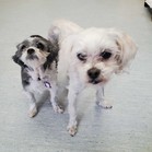 Bonobo & Keiko