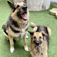 Koda/Sheppa