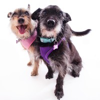 Moxie & Sky