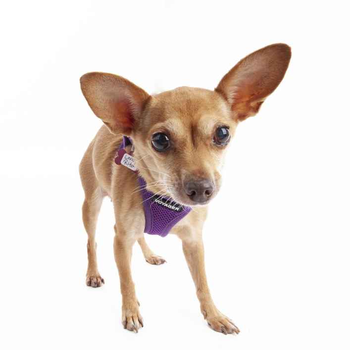 Lovely Rita (Gracie)