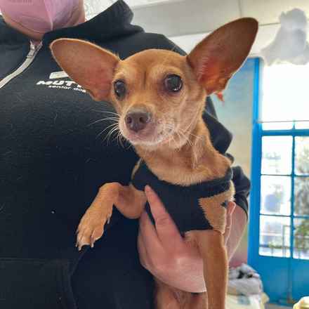 Lovely Rita (Gracie)