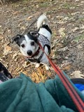 Jack Russell aka "Jack"