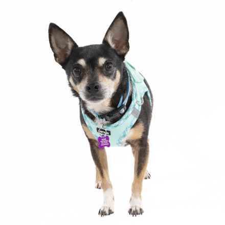 Ziggy Stardust & My Sharona