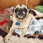 Benny