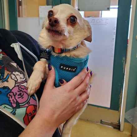 Shiitake & Portobello