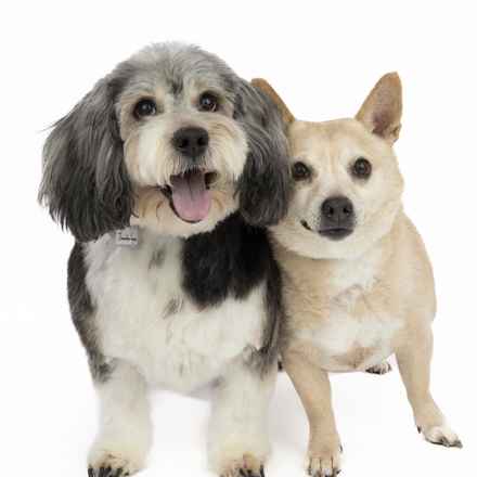 Deep Dish & Jambalaya