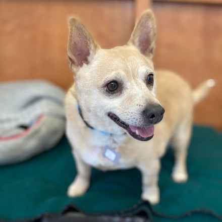 Deep Dish & Jambalaya
