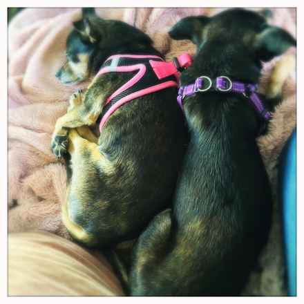 Polly Pocket & Selma Lou