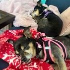 Polly Pocket & Selma Lou
