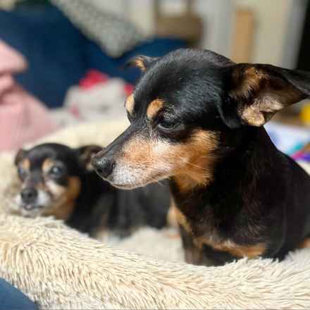 Polly Pocket & Selma Lou