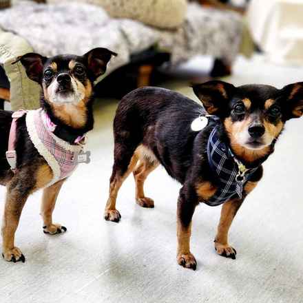 Polly Pocket & Selma Lou