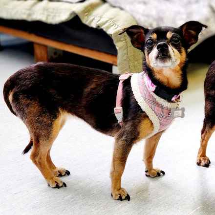 Polly Pocket & Selma Lou