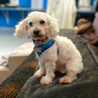 Astro