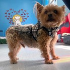 Tweed