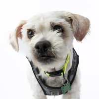 Karl the Dog