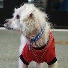 Alfie
