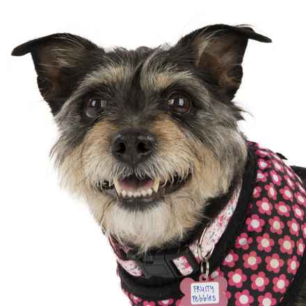 Fruity Pebbles (Tessa)