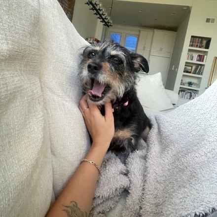 Fruity Pebbles (Tessa)