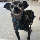Rufus