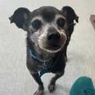 Rufus