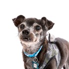 Rufus